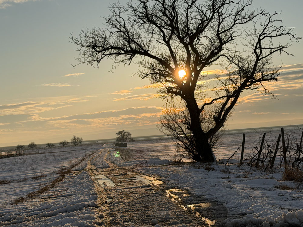 Winterlandschaft bei Apetlon – Stille und Reinheit als Teil des Heilungsweges