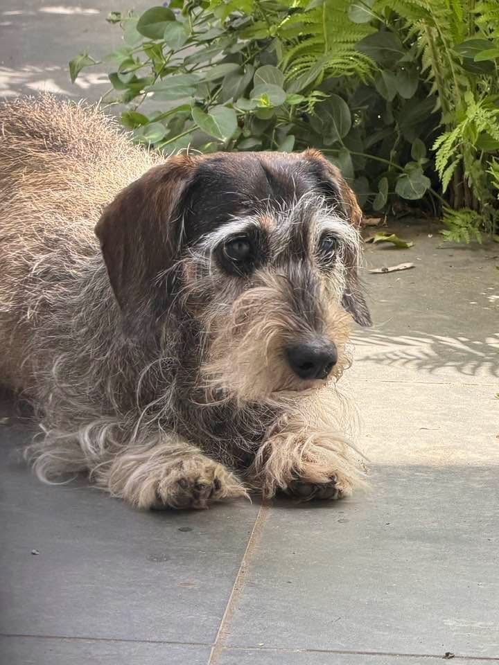 Hund als treuer Seelenbegleiter auf der Wanderreise – auch in der Erschöpfung der Hitze den Weg gehend, ein Spiegel bedingungsloser Hingabe